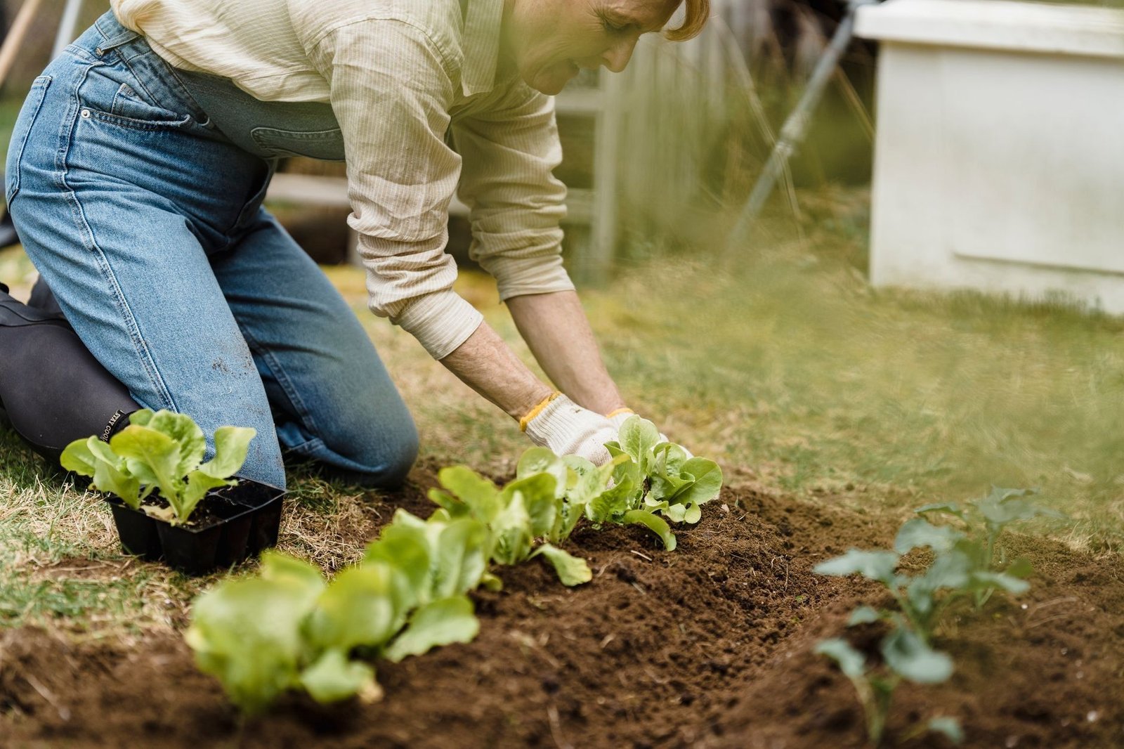 Hands plant lettuce seedlings in a garden bed